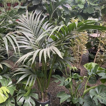 Instant Jungle - Nurseries & Gardening Near Me - Orange, California Instant Jungle - Nurseries & Gardening Near Me - Orange, California