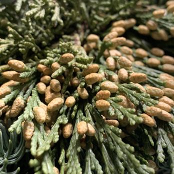 George's Market and Nursery - 13" evergreen wreath with berries and pine cones | some deets - Nurseries & Gardening Near Me - Latham, New York George's Market and Nursery - 13" evergreen wreath with berries and pine cones | some deets - Nurseries & Gardening Near Me - Latham, New York