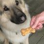 Photo of Chase Your Tail Bakery