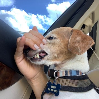 EZ Pet Dental Care - Zeus after cleaning. - Pet Services Near Me