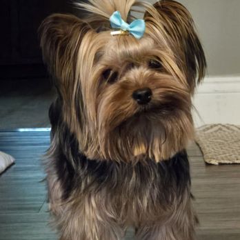Poconos Barking Lot - Pet Groomers Near Me - Sciota, Pennsylvania