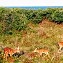 Kiawah Island Getaways