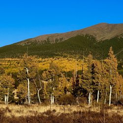 Aspen Nature Loop - Aspens, aspens aspens...