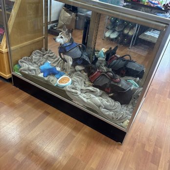 CJ's Place Thrift & Gift - Dogs hanging out - Thrift Stores Near Me - Newport, Oregon CJ's Place Thrift & Gift - Dogs hanging out - Thrift Stores Near Me - Newport, Oregon