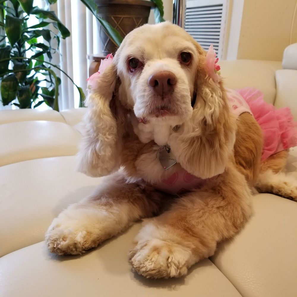 Star Dog Salon - Pet Groomers Near Me - Gainesville, Virginia Star Dog Salon - Pet Groomers Near Me - Gainesville, Virginia