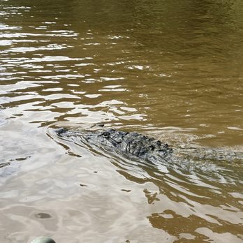 Cajun Encounters Tour Company - 13 foot gator right up to the boat - Tours Near Me - Slidell, Louisiana