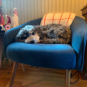 Calling All Paws - Pet Boarding Near Me - Stoughton, Massachusetts