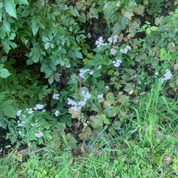 Lake Minnetonka LRT Regional Trail - Flowers on trail.