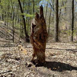 A unique tree stump. A unique tree stump.