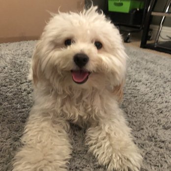 Paw Spa - Before the haircut, there was a lot to work with. Thank you Angie again! - Pet Groomers Near Me - Elk Grove, California Paw Spa - Before the haircut, there was a lot to work with. Thank you Angie again! - Pet Groomers Near Me - Elk Grove, California