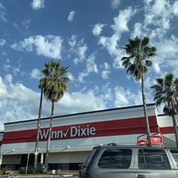 Palm tree life