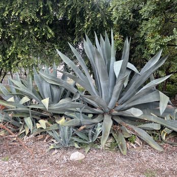 Arlington Garden in Pasadena - Botanical Gardens Near Me - Pasadena, California Arlington Garden in Pasadena - Botanical Gardens Near Me - Pasadena, California