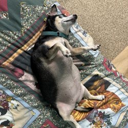 The Dog Shop