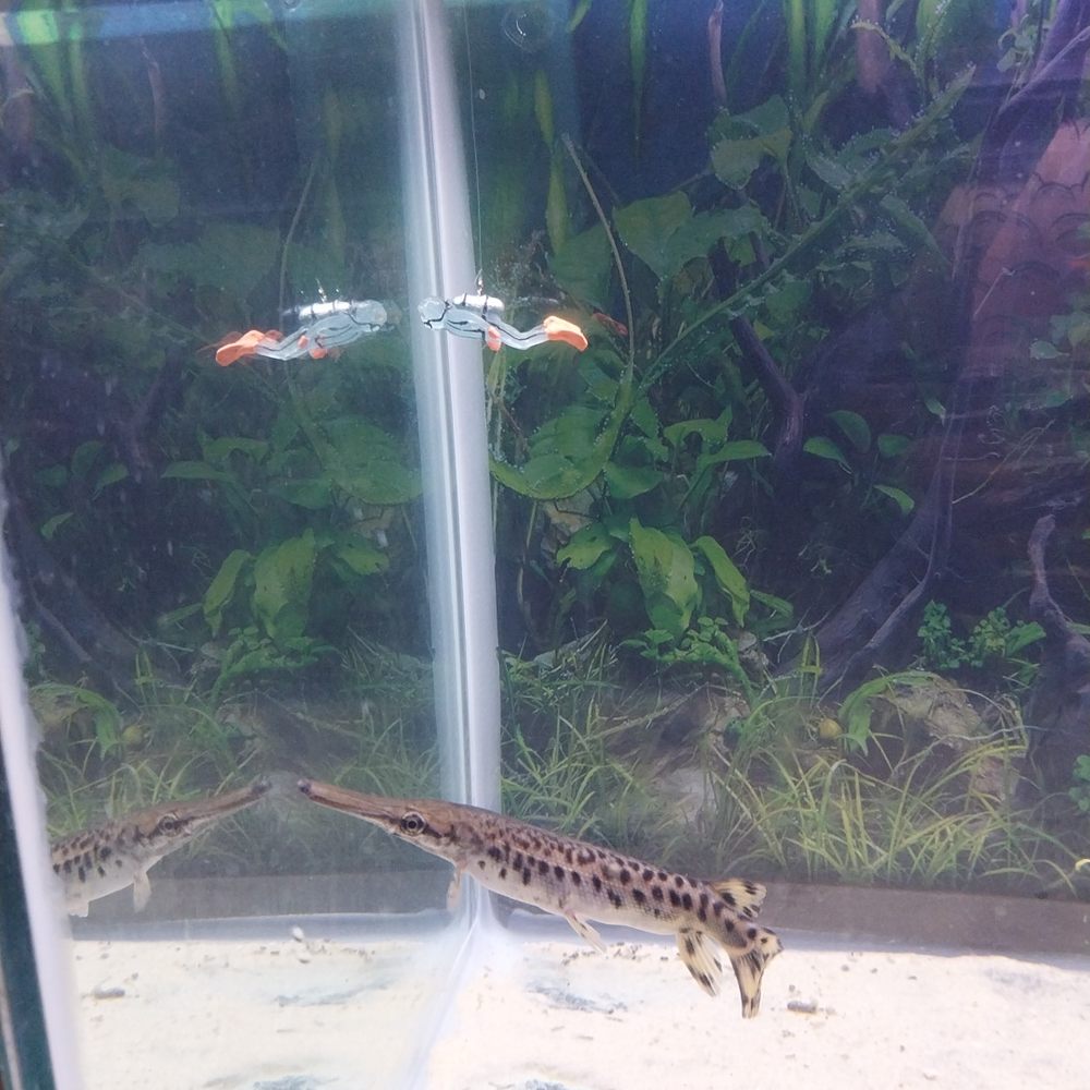 Monster Aquarium - Gar is happy! - Aquarium Services Near Me - Flushing, New York