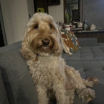 Snoot 2 Tail - Pet Sitting Near Me Snoot 2 Tail - Pet Sitting Near Me