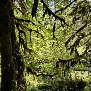 Hoh Rainforest - Hiking Near Me - Forks, Washington Hoh Rainforest - Hiking Near Me - Forks, Washington