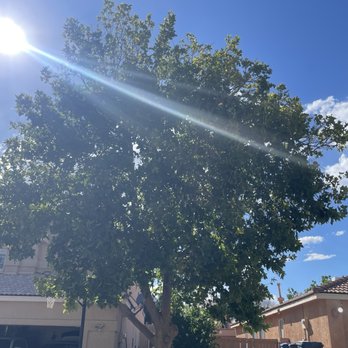Monkey's Tree Services - Tree Services Near Me - Albuquerque, New Mexico