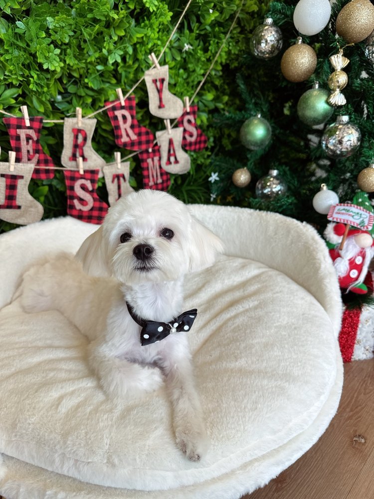 NONO PET GROOMING Updated June 2024 142 Photos & 83 Reviews 68