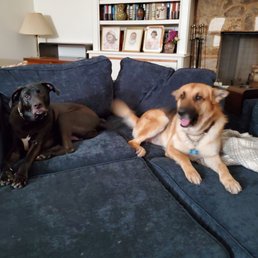 Our fur babies enjoying our new Lovesac Sactional!! Lol they were spotless before they got on them,thank goodness for washable seat covers! Our fur babies enjoying our new Lovesac Sactional!! Lol they were spotless before they got on them,thank goodness for washable seat covers!
