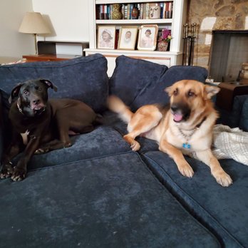 Lovesac - Our fur babies enjoying our new Lovesac Sactional!! Lol they were spotless before they got on them,thank goodness for washable seat covers! - Furniture Stores Near Me - The Woodlands, Texas Lovesac - Our fur babies enjoying our new Lovesac Sactional!! Lol they were spotless before they got on them,thank goodness for washable seat covers! - Furniture Stores Near Me - The Woodlands, Texas
