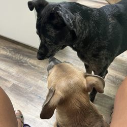Griffin Animal Hospital