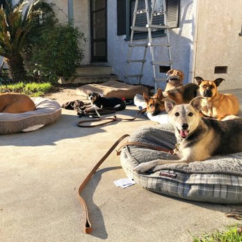 JansK9s - Pet Training Near Me