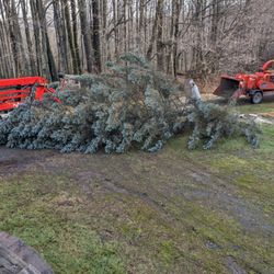 Freeman the Treeman - Tree removal