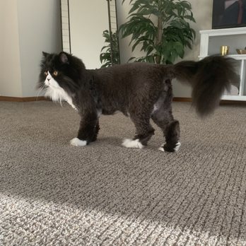 Jared The Cat Groomer - Teddy Bear Cut - Pet Groomers Near Me - Vancouver, Washington Jared The Cat Groomer - Teddy Bear Cut - Pet Groomers Near Me - Vancouver, Washington