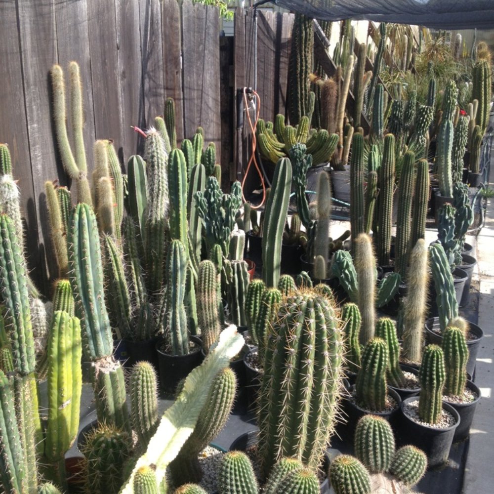Poot's Cactus Nursery - Nurseries & Gardening Near Me - Ripon, California Poot's Cactus Nursery - Nurseries & Gardening Near Me - Ripon, California