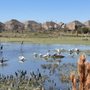 Wetlands Park at Riverstone
