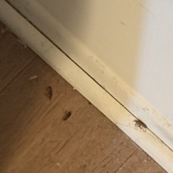 Southgate Apartments & Townhomes - roaches trying to sneak into my apartment from my apartment door, I stopped them with my own spray. - Apartments Near Me - Southgate, Michigan Southgate Apartments & Townhomes - roaches trying to sneak into my apartment from my apartment door, I stopped them with my own spray. - Apartments Near Me - Southgate, Michigan