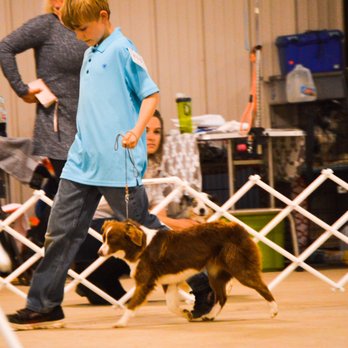 Flaming Dill Ranch Aussies - Pet Breeders Near Me - Forestburg, Texas Flaming Dill Ranch Aussies - Pet Breeders Near Me - Forestburg, Texas