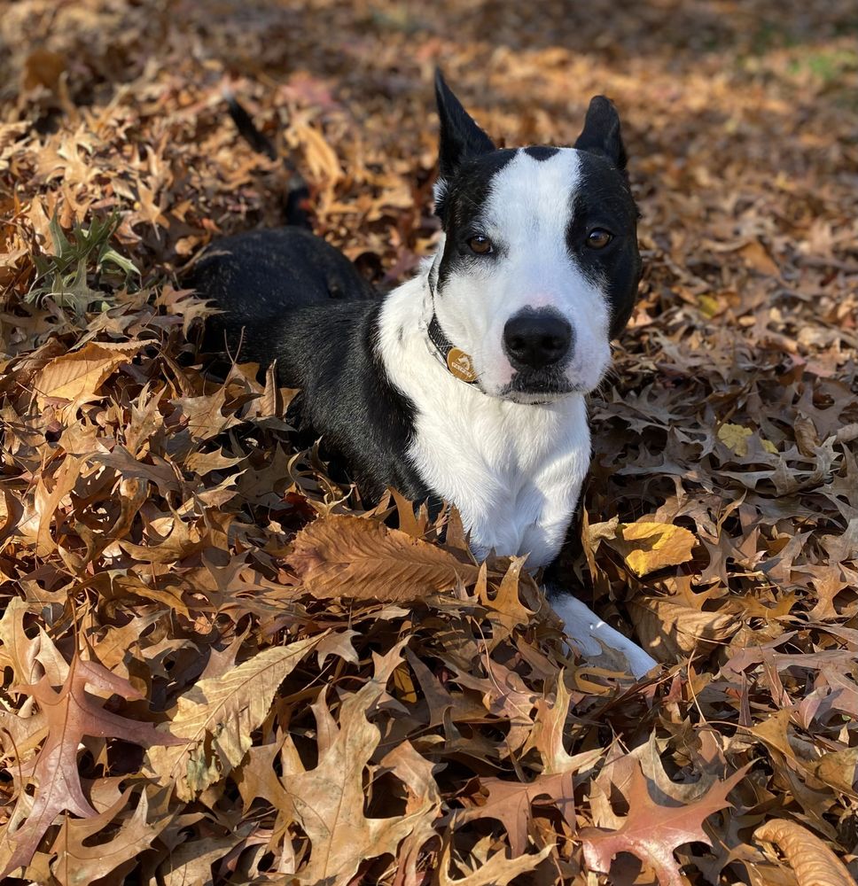 Amy Pfeffer - grief counselor in Buffalo, NY