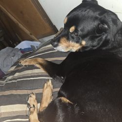 Clearlake Animal Hospital
