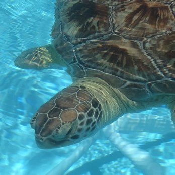 The Turtle Hospital - Veterinarians Near Me - Marathon, Florida