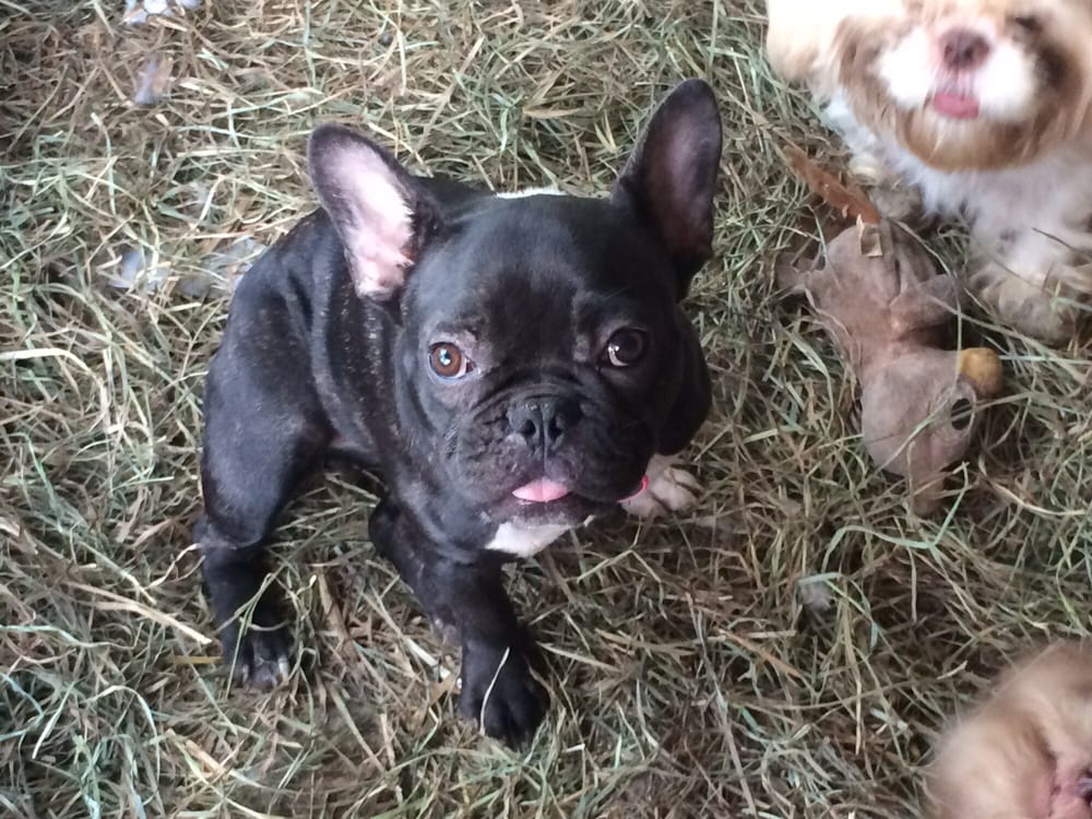 TOP NOTCH VETERINARY SERVICE Updated August 2024 1565 State Route