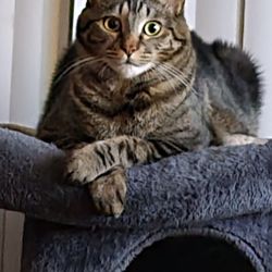 Tooth & Nail Pet Care