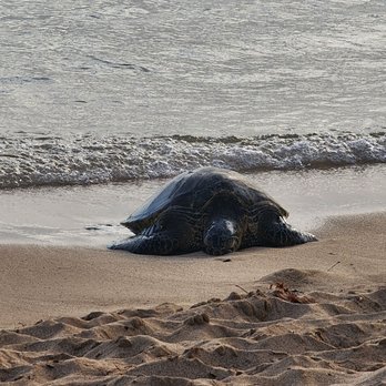 Poipu Beach - Beaches Near Me - Koloa, Hawaii