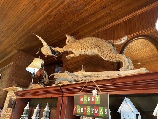 Coleman House Inn by null