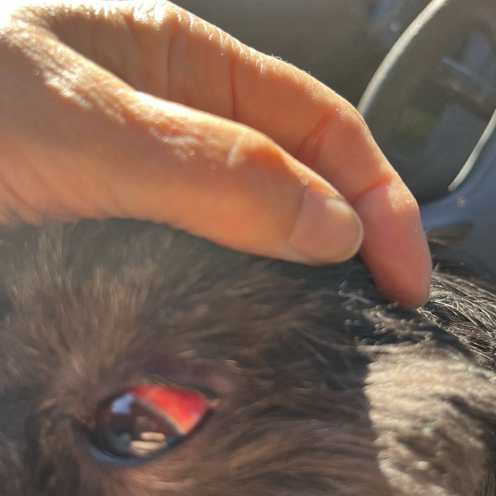 Pooch & Purr - 6 days now and his size is still red and swallow - Pet Groomers Near Me - Sacramento, California