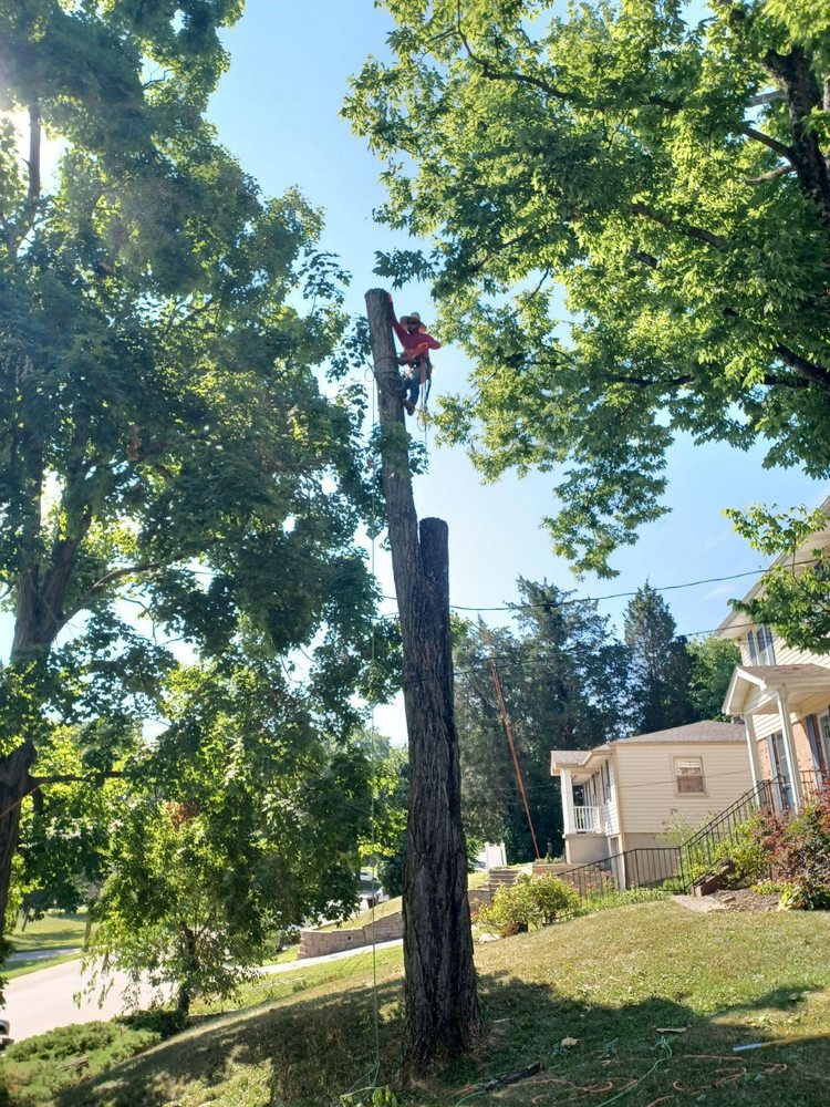 Rojas Chops Tree Service - tree service in Cincinnati, OH