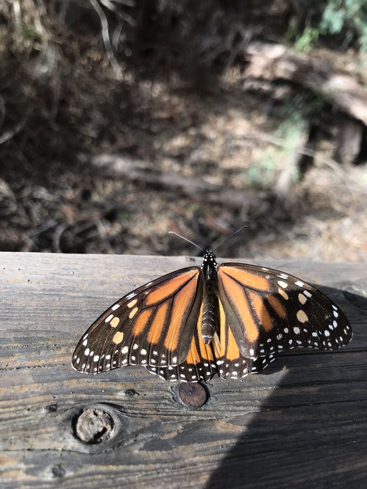 Monarch butterfly natural preserve updated july 2025 26 photos