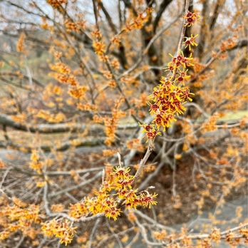 Arnold Arboretum - Witch Hazel - A flowering branch with yellow and red flowers is shown in front of a blurred background of orange-brown autumn foliage. - Parks Near Me - Boston, Massachusetts