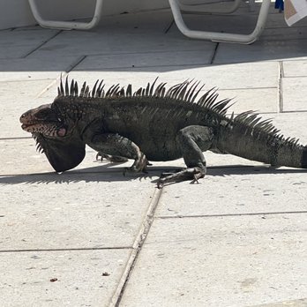 The Ritz-Carlton, St. Thomas - "security" by the pool - Hotels Near Me - St. Thomas, Virgin Islands
