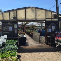 Dare's Plants - Looking into a greenhouse at Dares Plants