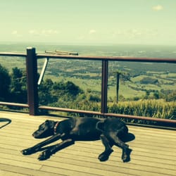 Cambewarra Mountain Lookout - Charlie - the local Great Dane