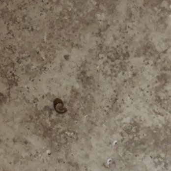 American Patriot Getaways - Millipedes all over the floor from no seal - Vacation Rentals Near Me - Pigeon Forge, Tennessee