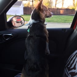 No More Chasin' Tails - Jasper waiting for check in time!