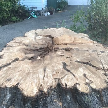 Lewis Tree Service - Cypress stump which was subsequently ground out. - Tree Services Near Me - Santa Cruz, California