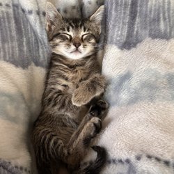 Mon-Clair Animal Hospital - Luna